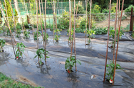 植えてまもない野菜畑